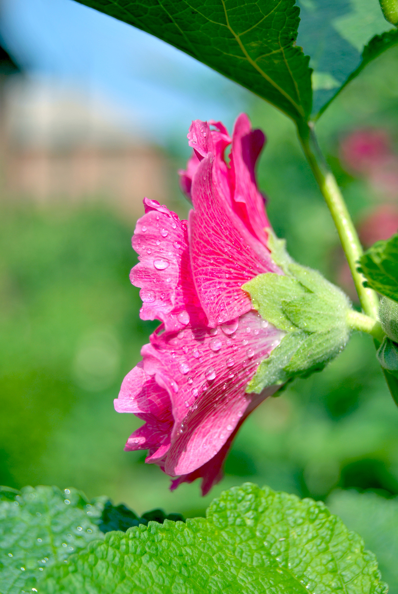平时拍的一些近距离的植物