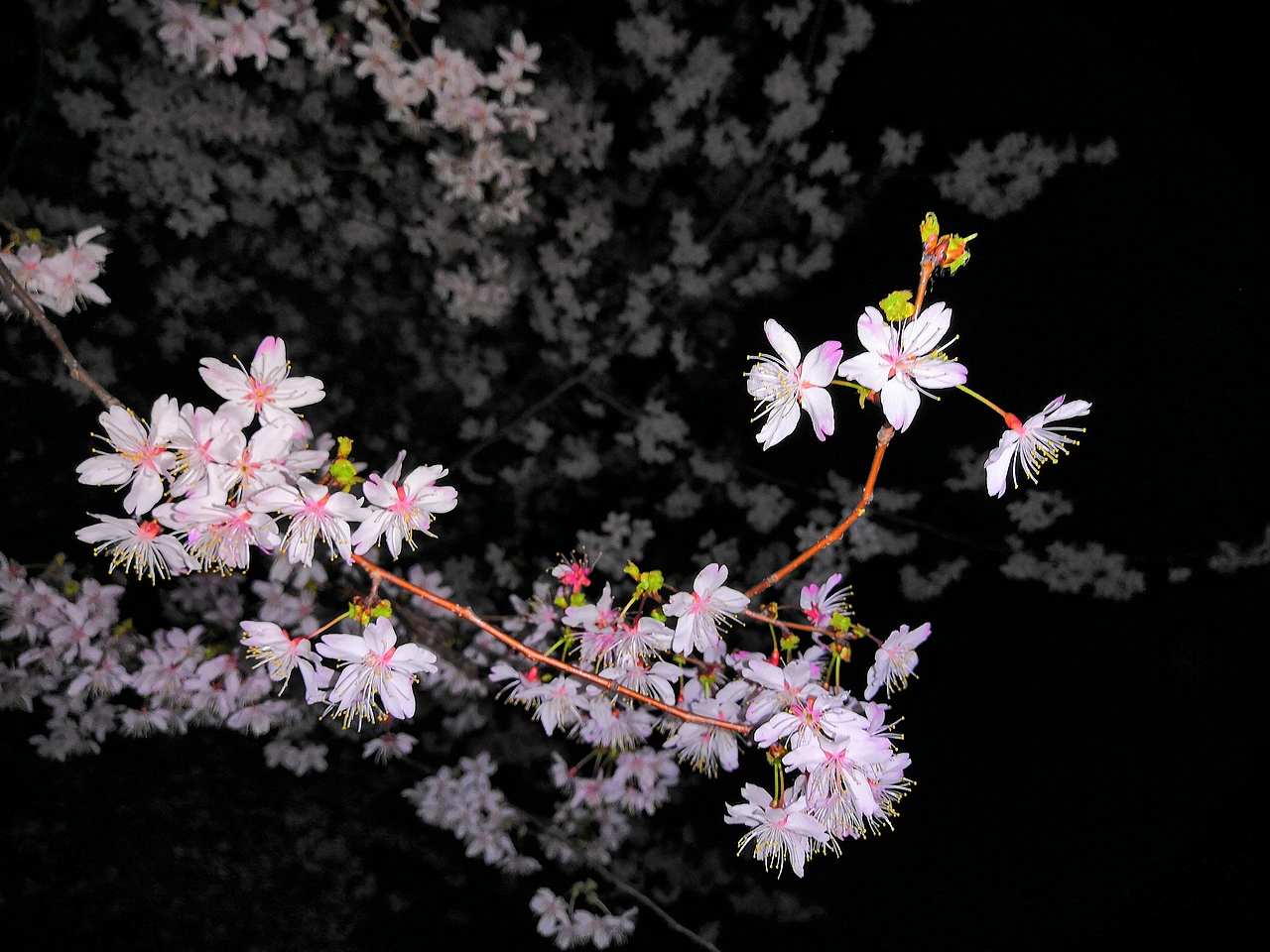 晓庄夜里的樱花