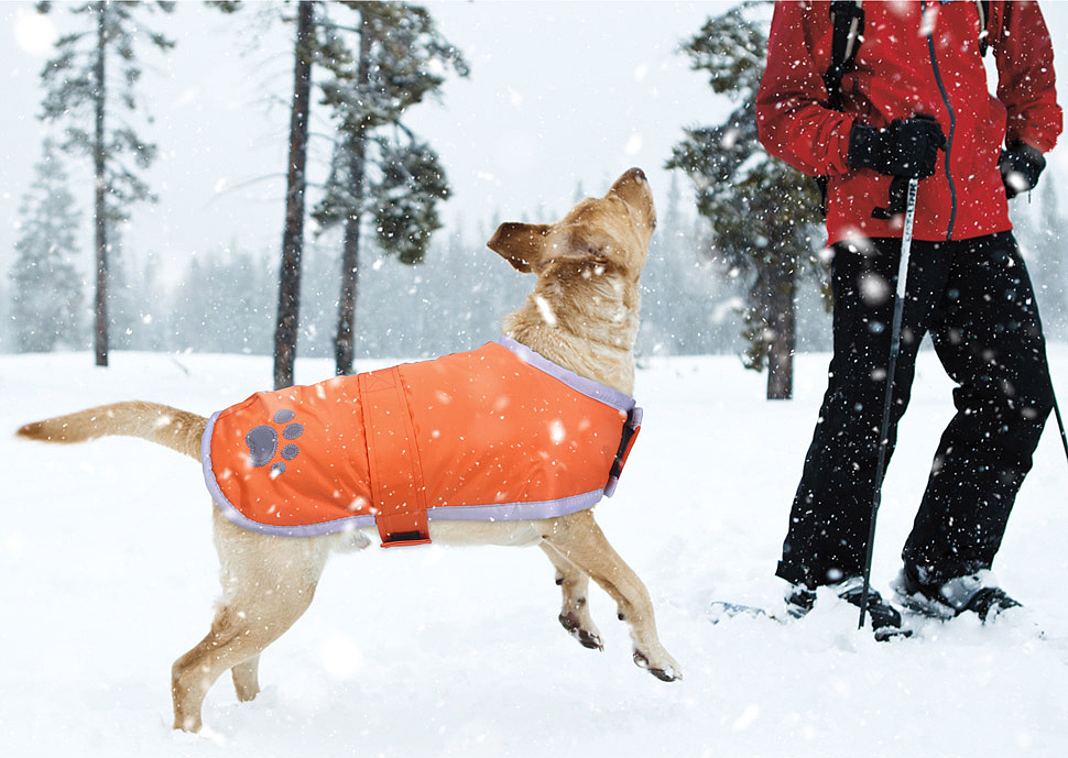 宠物产品场景图合集