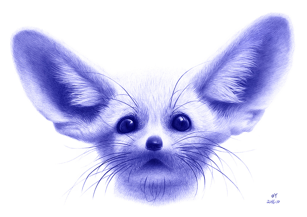 oy圆珠笔画:耳廓狐|纯艺术|绘画|欧阳鹏杰_oy_原创作品-站酷zcool