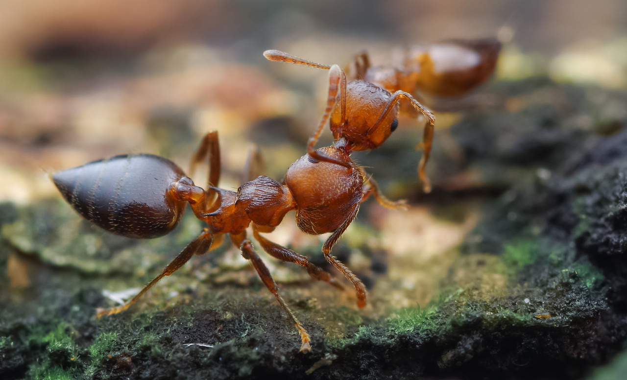 一对举尾蚁在打架