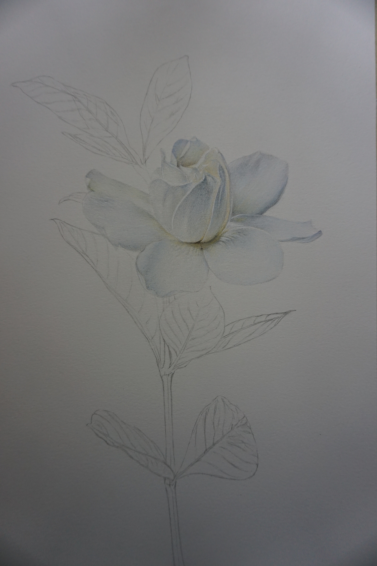 s.xin彩铅手绘】栀子花开