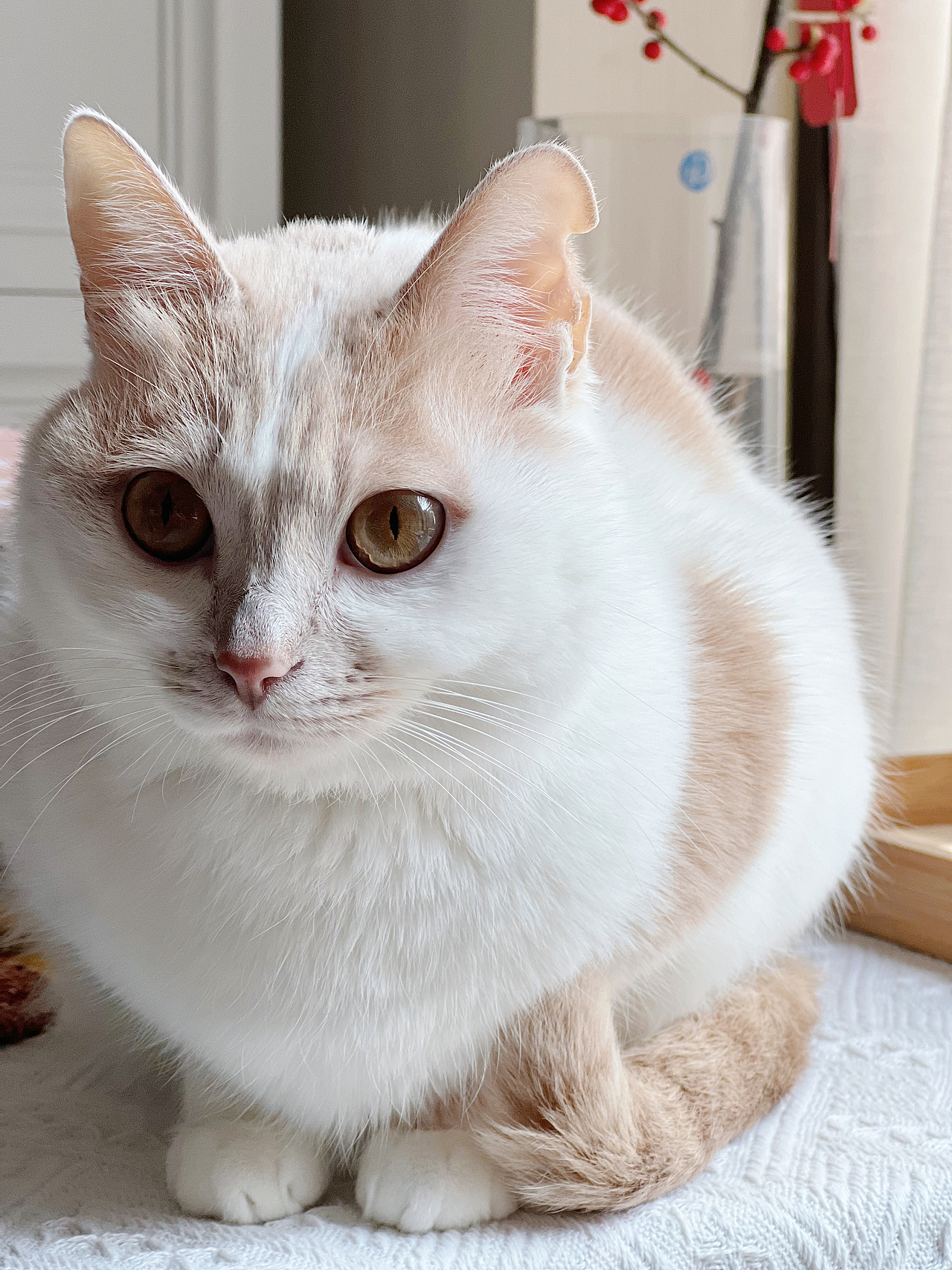 吸猫日常（图ZMzAxMTY3MjE2） - 宠物摄影 - 站酷设计师ᴛᴏᴛᴏᴋᴏʟᴀᴍ原创素材 - 站酷ZCOOL