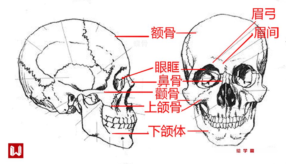 骨骼与肌肉结构一张脸长宽为三庭五眼,长度发际线到眉公,眉公到鼻底