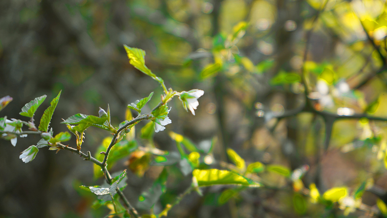 春光暖意（图ZMjQzNDg2MjA0） - 风光摄影 - 站酷设计师雪狐公子原创素材 - 站酷ZCOOL
