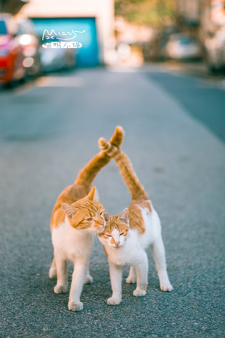 惺惺相惜,情不自禁~