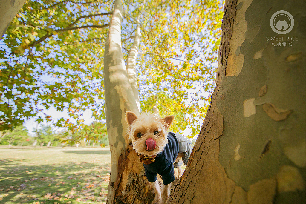 阳光下的小地鼠（图ZNjM1NTc2ODQ=） - 宠物摄影 - 站酷设计师挂糖原创素材 - 站酷ZCOOL