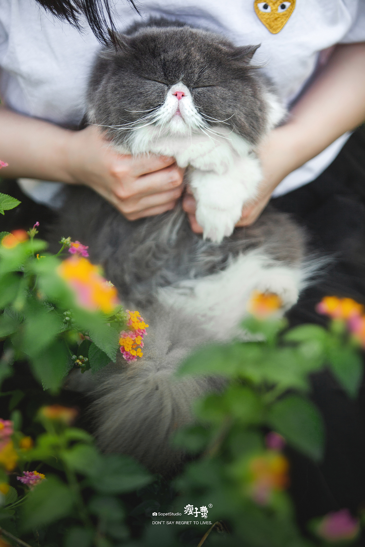 猫狗双全的美好生活