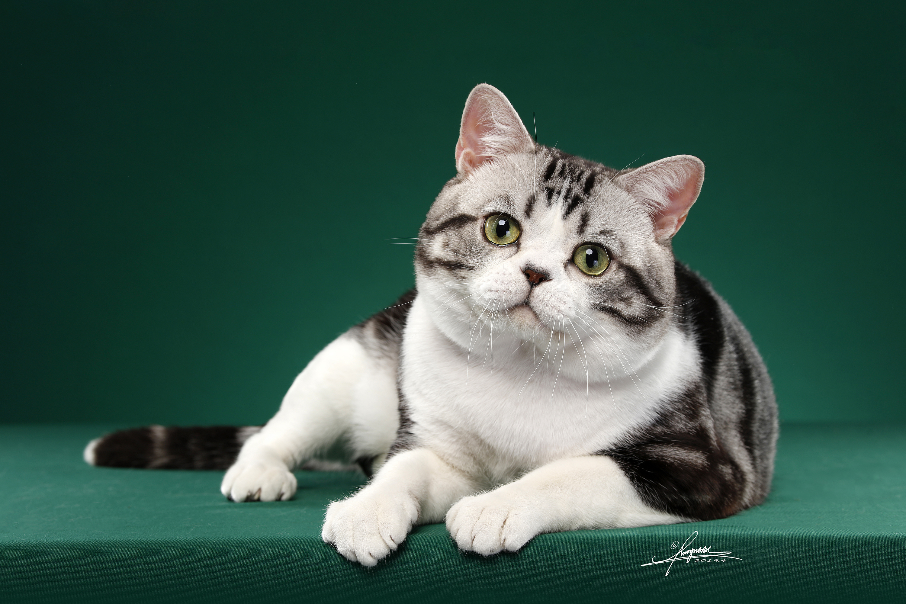 苏格兰折耳猫|摄影|宠物摄影|AMYWORKS赛猫摄影 - 原创作品 - 站酷 (ZCOOL)