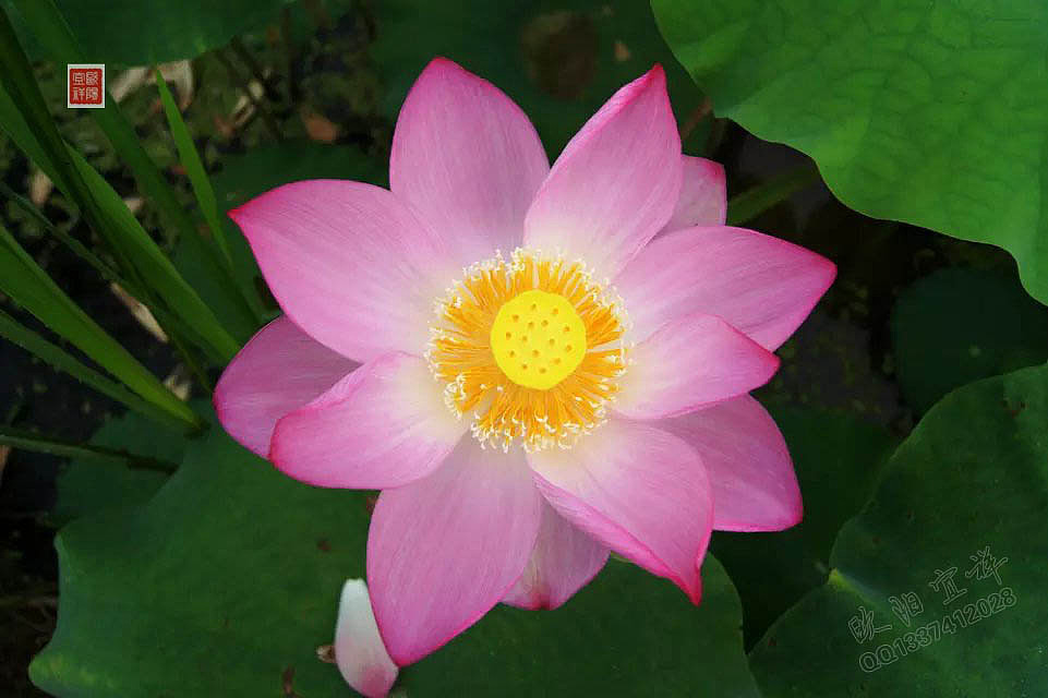 风景写实 花 红