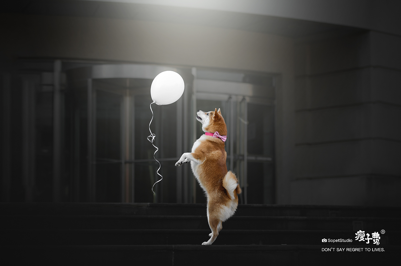 最佳组合（图ZMjc5OTQ0NDk2） - 宠物摄影 - 站酷设计师宠物摄影师瘦子费原创素材 - 站酷ZCOOL