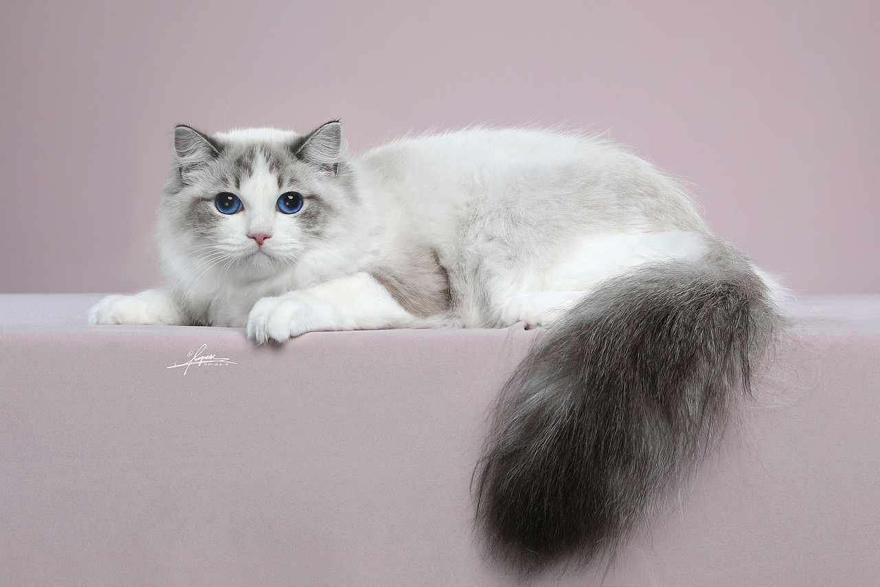 布偶猫-amyworks探须视觉