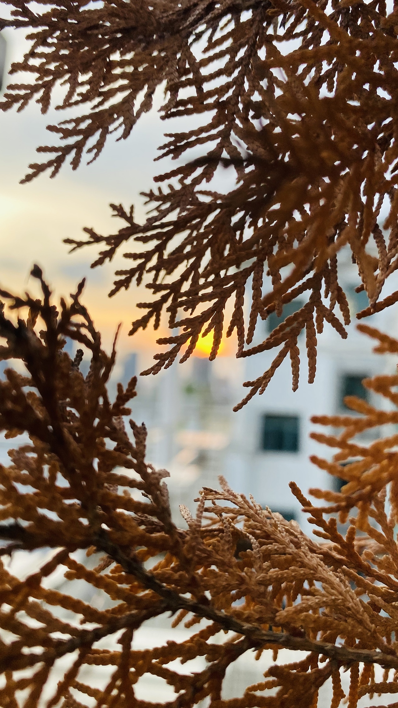 隨拍（圖ZMjU1MDk5NjY4） - 風光攝影 - 站酷設計師tangjianyi原創(chuàng)素材 - 站酷ZCOOL