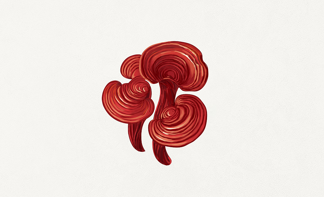 灵芝手绘（图ZOTE0NTMzODQ=） - 创作习作 - 站酷设计师李散人原创素材 - 站酷ZCOOL