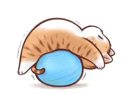 瑜伽小猫咪