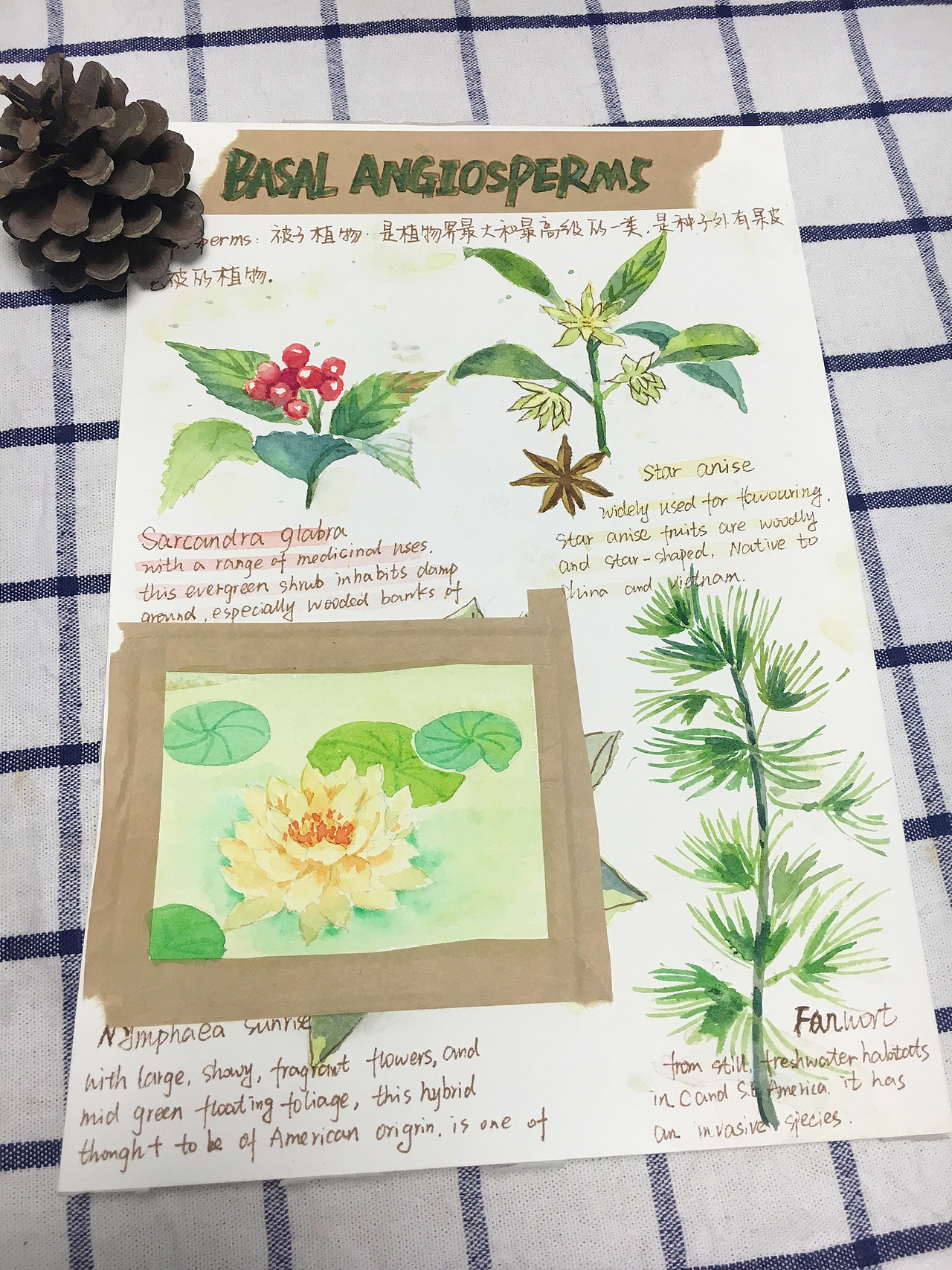 水彩植物手帐（图ZNzg1MDg5MDQ=） - 绘画 - 站酷设计师饲猫小Yuan原创素材 - 站酷ZCOOL