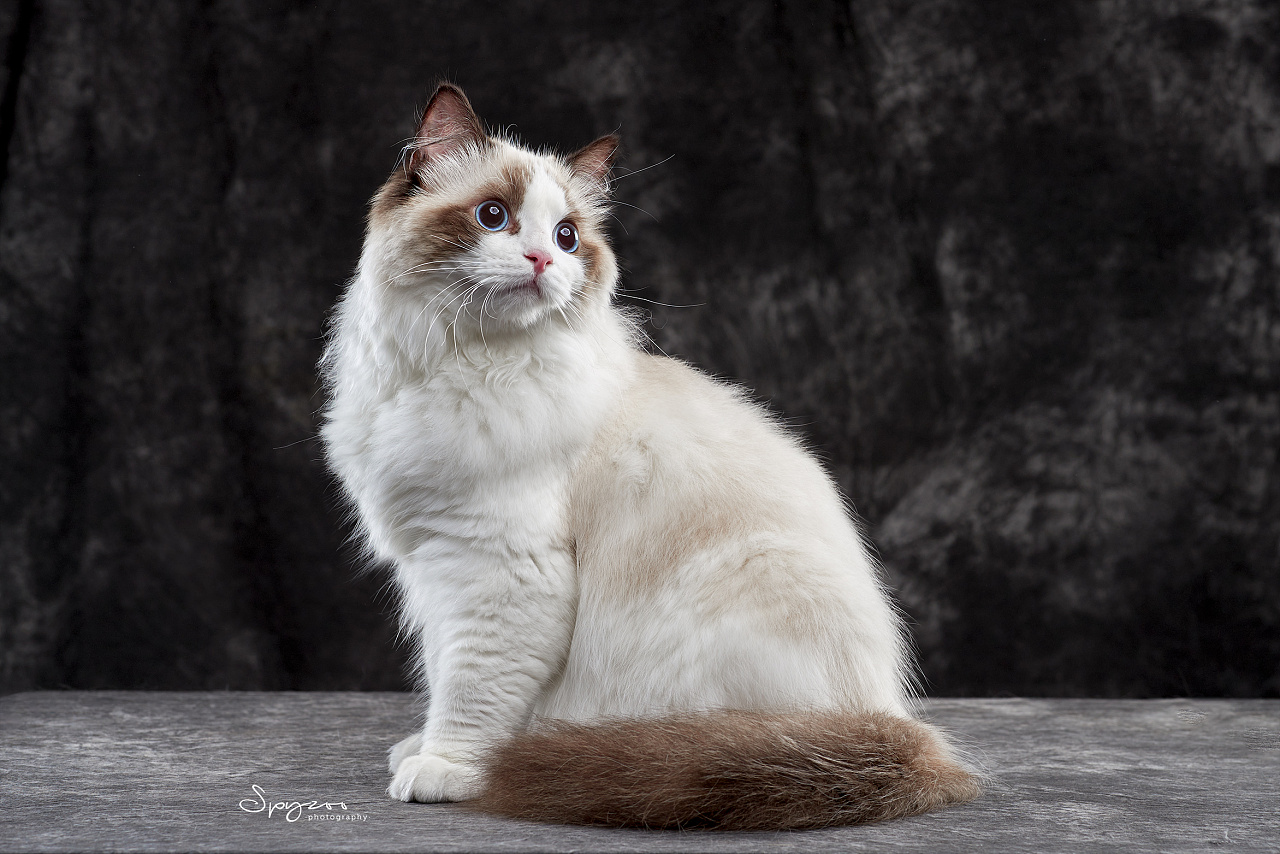 spyzoo布偶猫ragdoll天津影棚拍摄