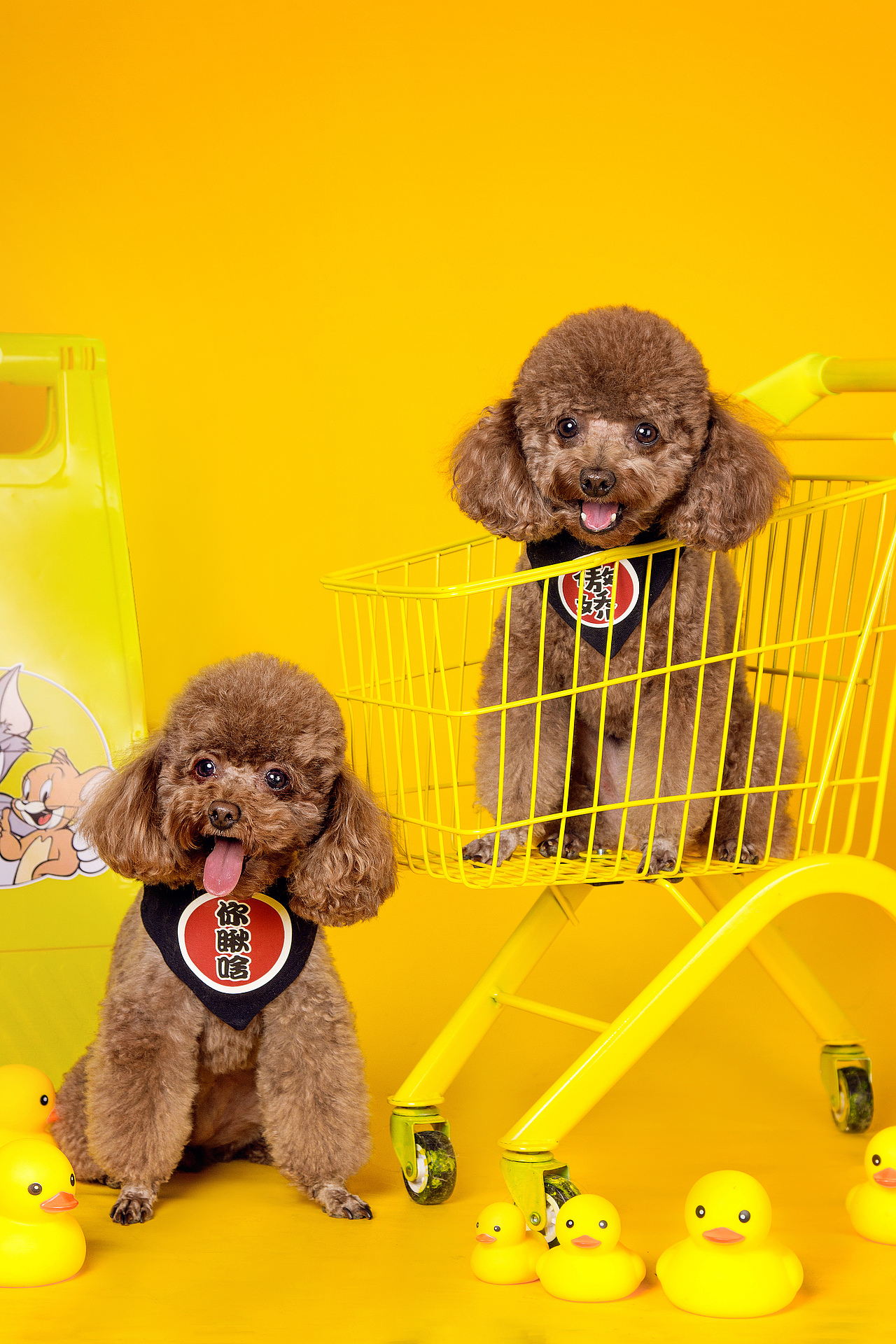 双宠小黄车（图ZMjgzNzczNTA4） - 宠物摄影 - 站酷设计师温文尔雅GJ原创素材 - 站酷ZCOOL