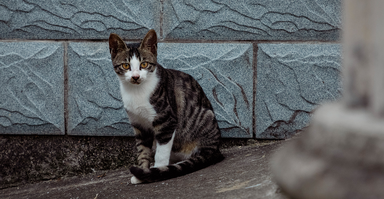 随处可见的农村场景（图ZMjI3MTIyNTM2） - 人文/纪实摄影 - 站酷设计师我有条狗叫汤圆原创素材 - 站酷ZCOOL