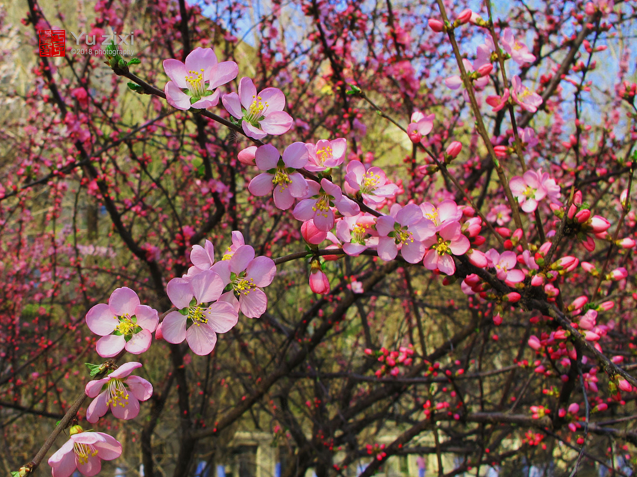 于子熹哈尔滨工程学院"杏花园"摄影采风