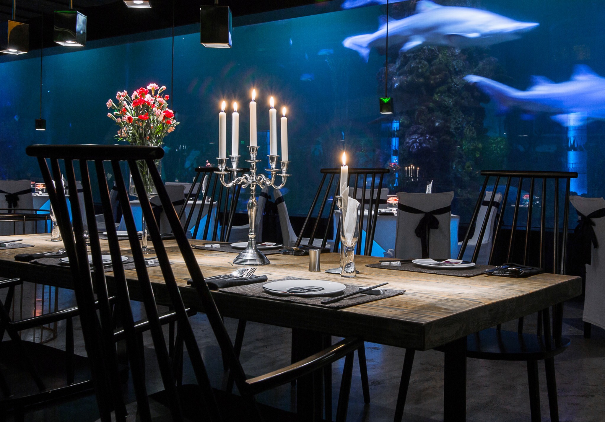 the shark restaurant | 鲨鱼餐厅
