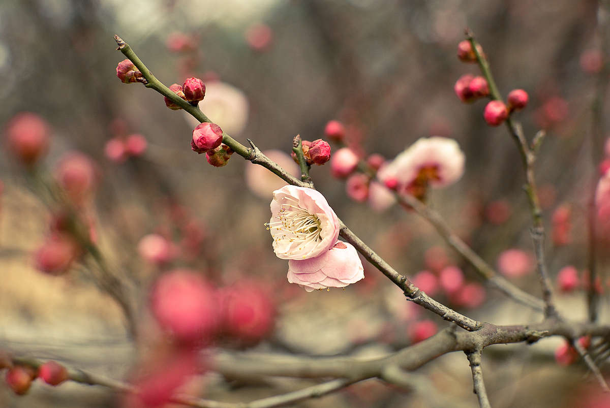 悄悄开放的那簇梅花