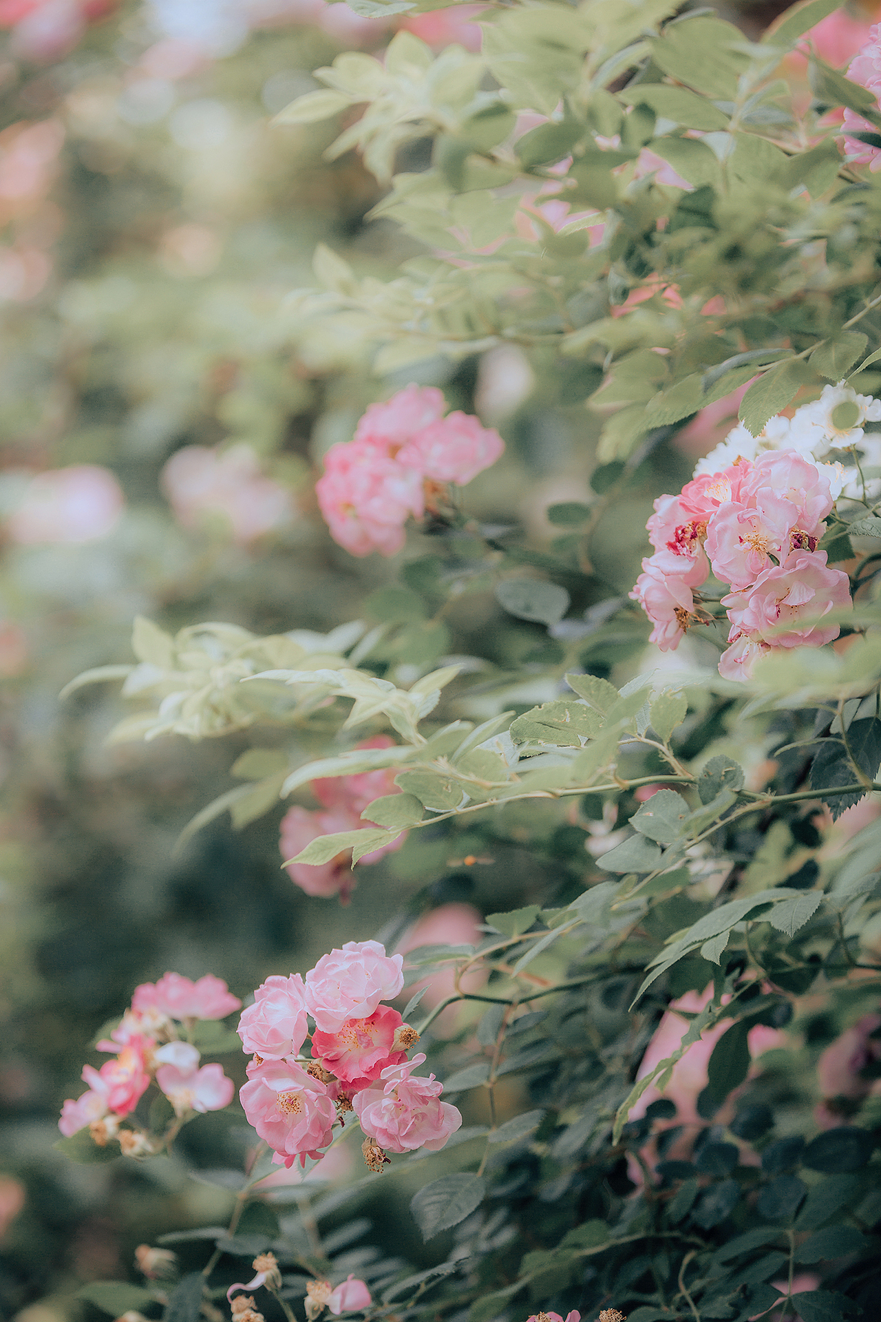 等风来，等花开，等你一个动人的微笑（图ZMTIxMzMzODcy） - 人像摄影 - 站酷设计师龍二哥原创素材 - 站酷ZCOOL