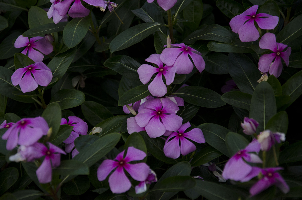 坪山的花花绿绿