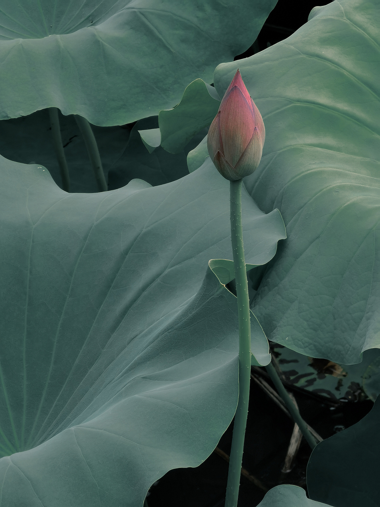 如梦令-东湖游记（图ZMjEyMDA3Mzgw） - 风光摄影 - 站酷设计师Tenfey原创素材 - 站酷ZCOOL