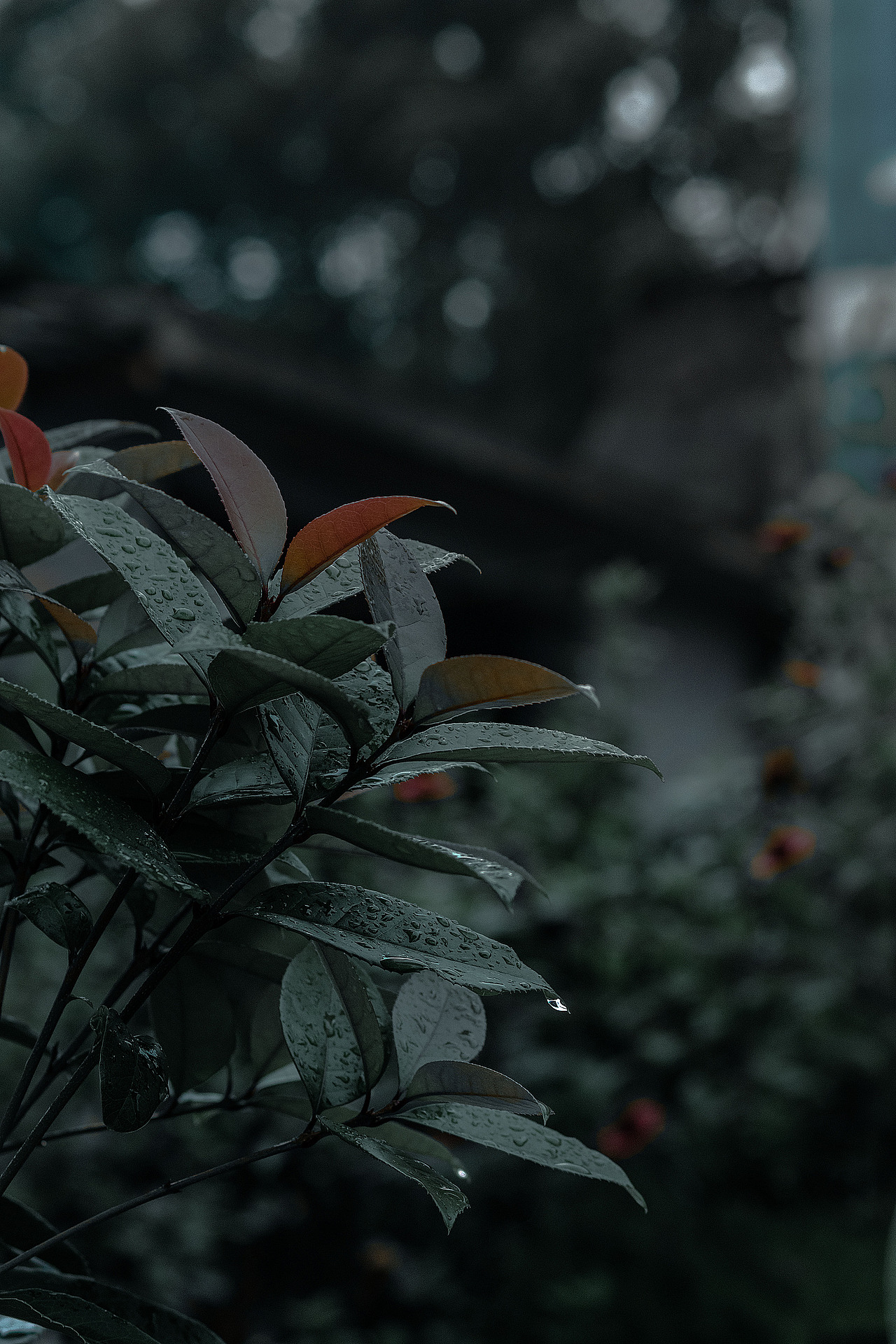 天青色等烟雨,我在山里等你