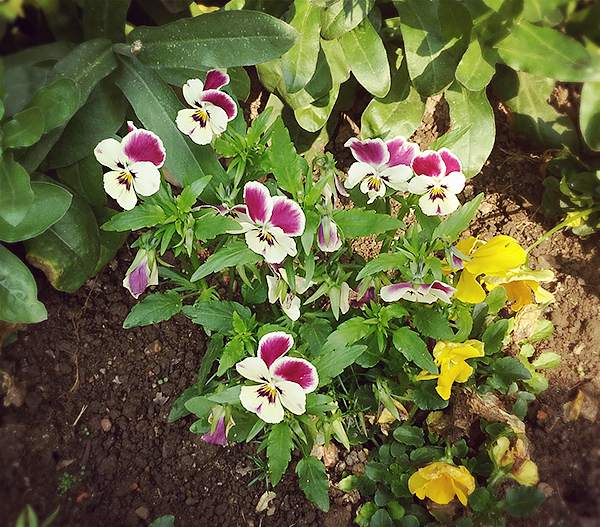 落花（图ZNjQxOTA5MTI=） - 风光摄影 - 站酷设计师Luckly燕燕原创素材 - 站酷ZCOOL