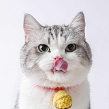 吴家猫的头像