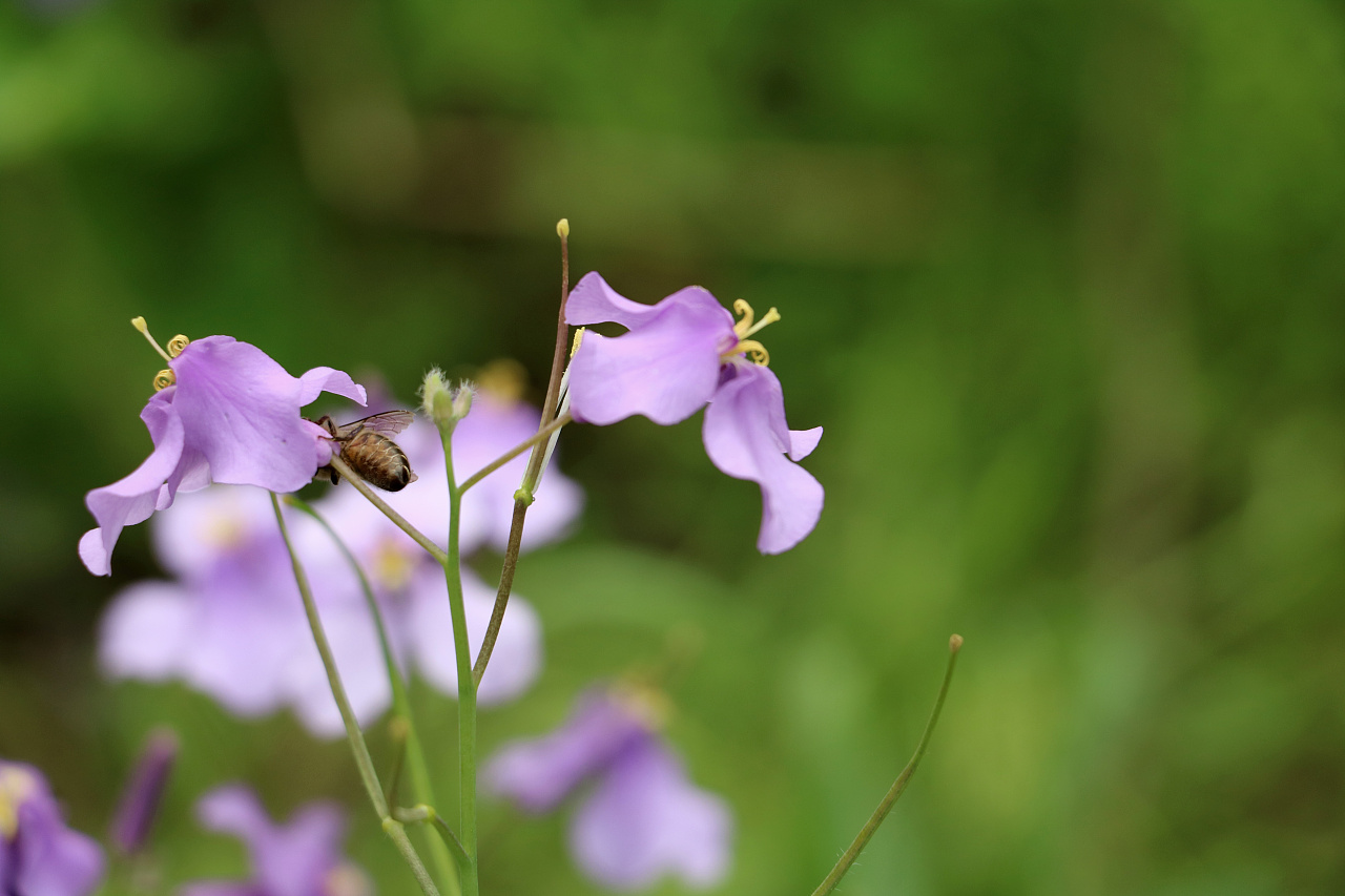 小蜜蜂( 摄影 小拍 自然 生物)