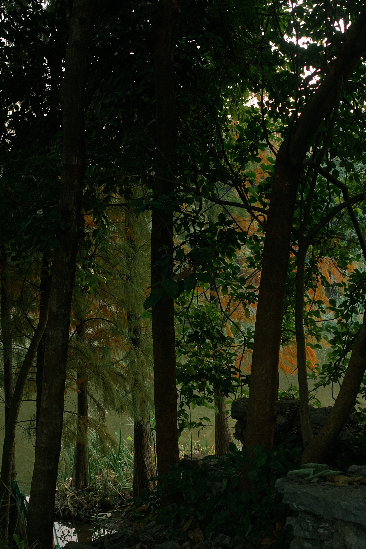 丛林深处-草木皆有灵