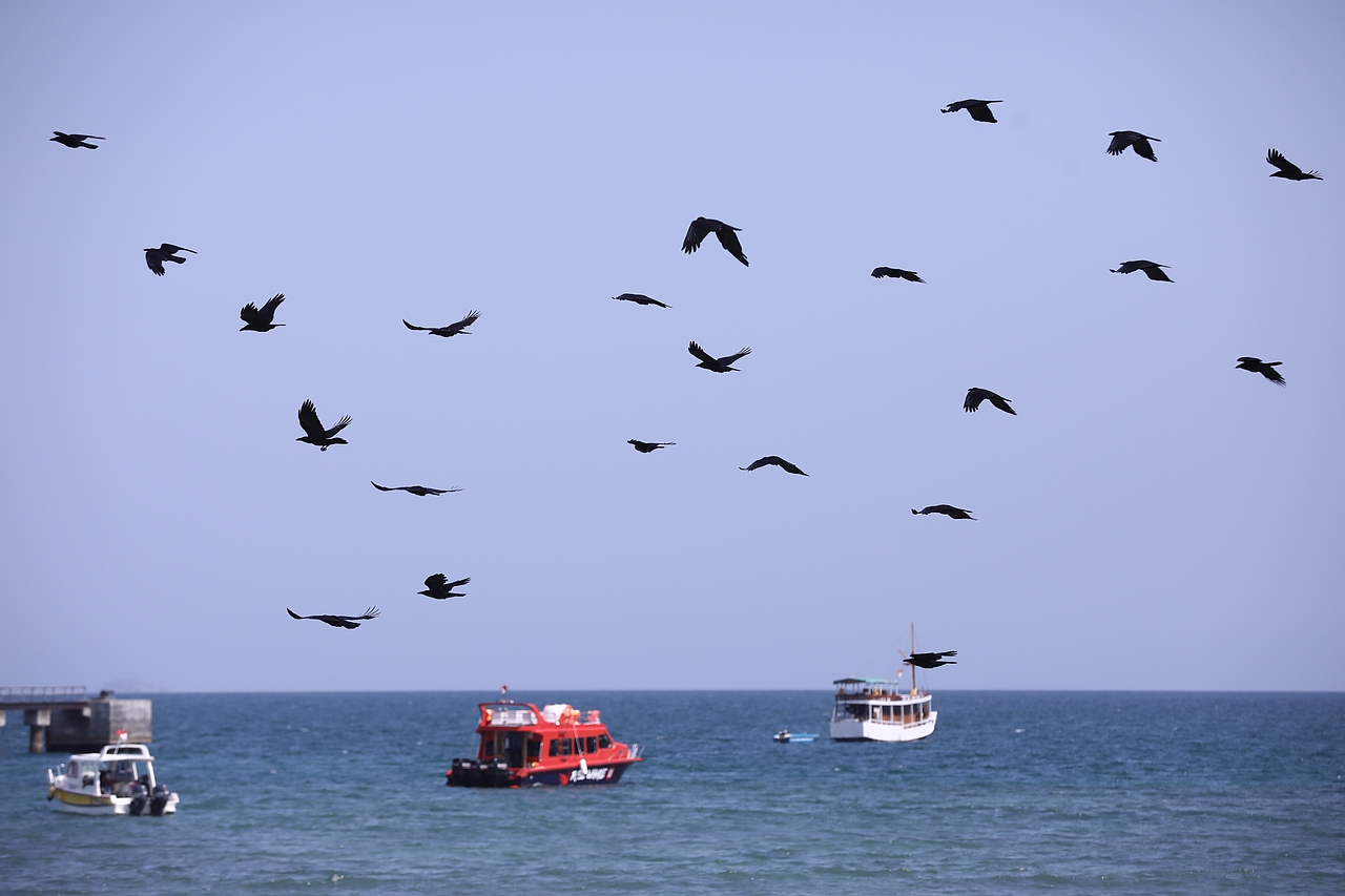 科莫多岛游记（图ZMTk2MzkwNzUy） - 人文/纪实摄影 - 站酷设计师海默小天使原创素材 - 站酷ZCOOL