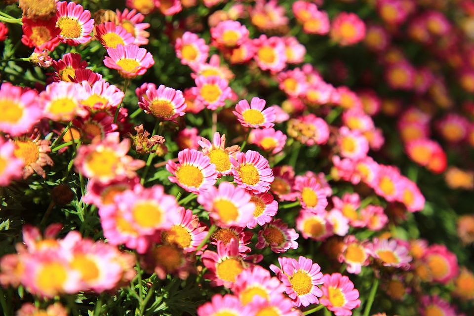 公园里最后一波花