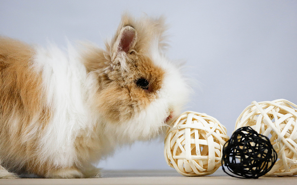 一只黄色兔弟弟