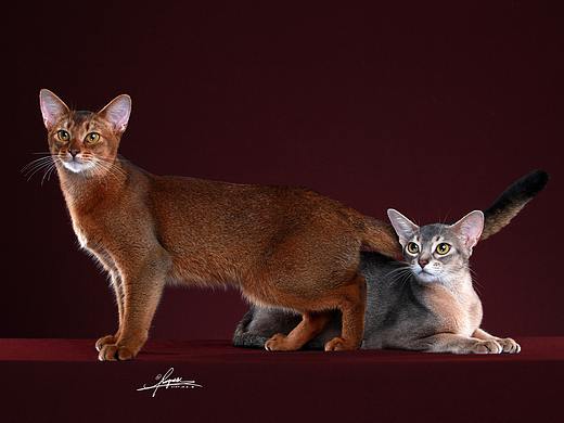 阿比西尼亚猫-AMYWORKS探须视觉
