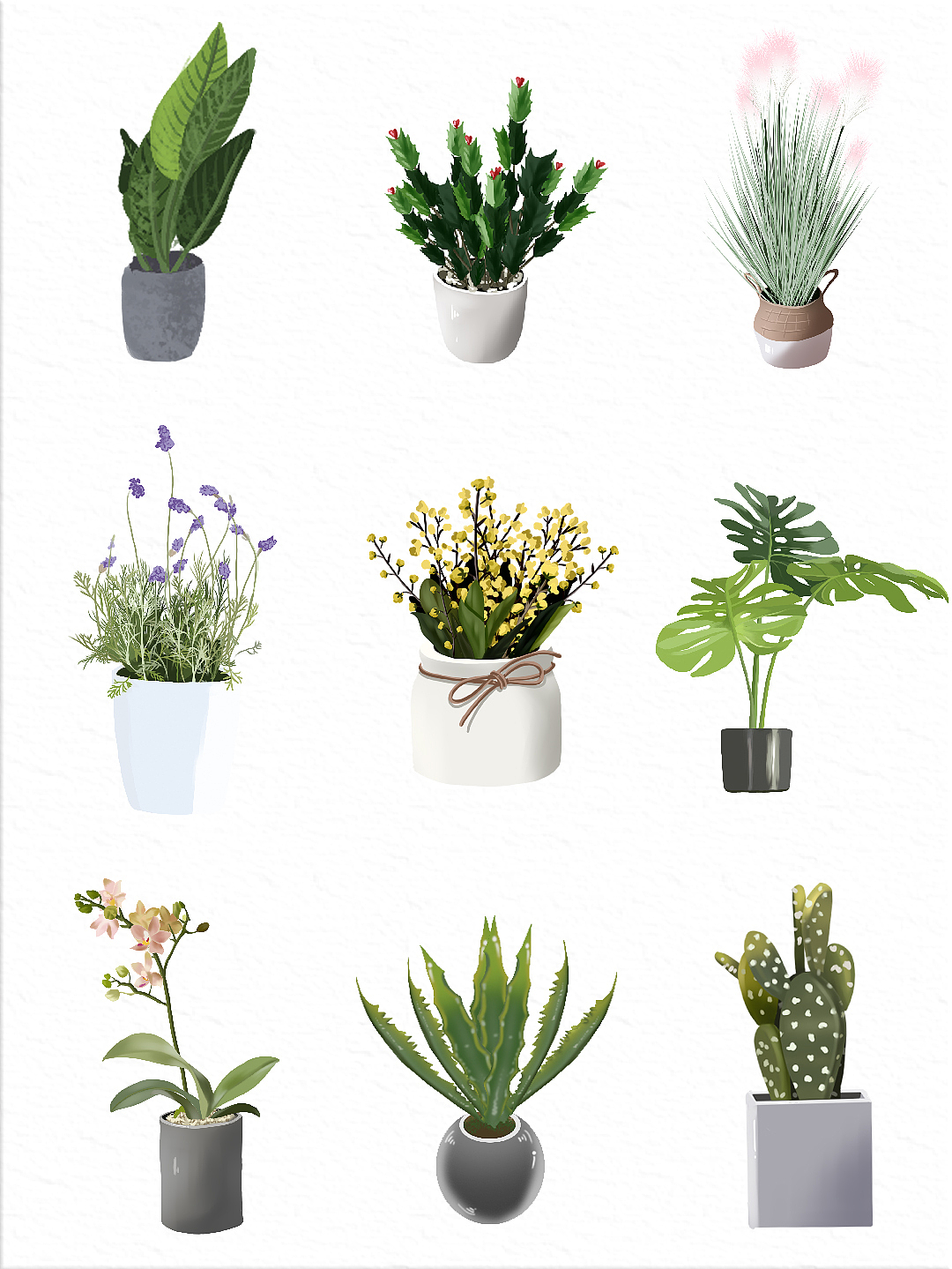 画画之花卉篇✍🏻