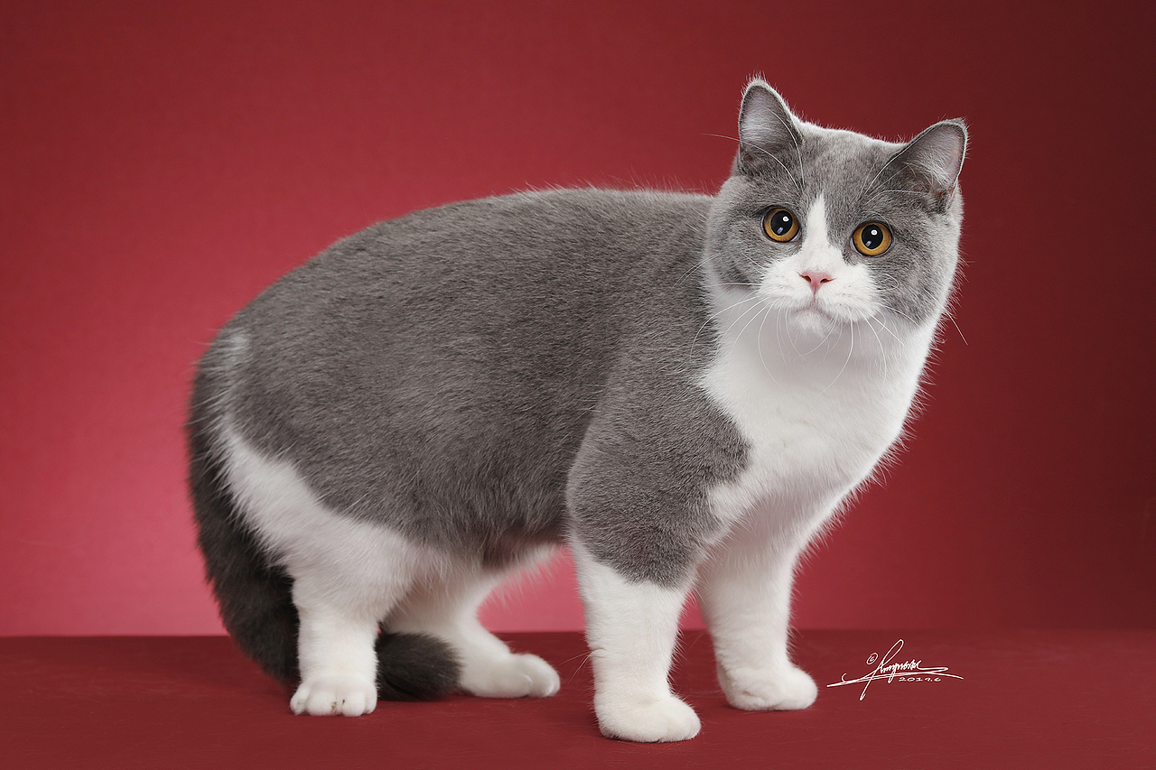 英国短毛猫