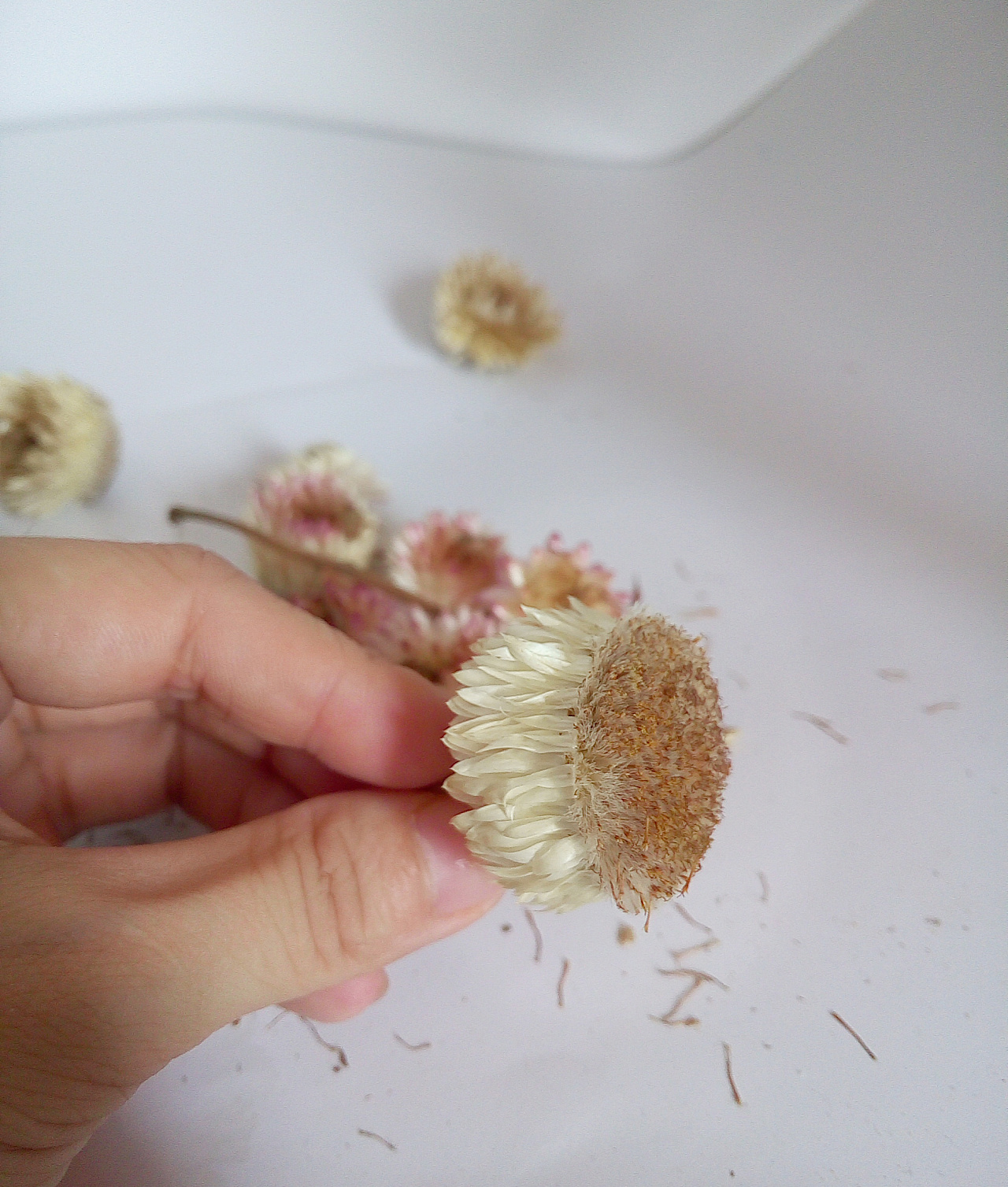 第一次接触---麦杆菊