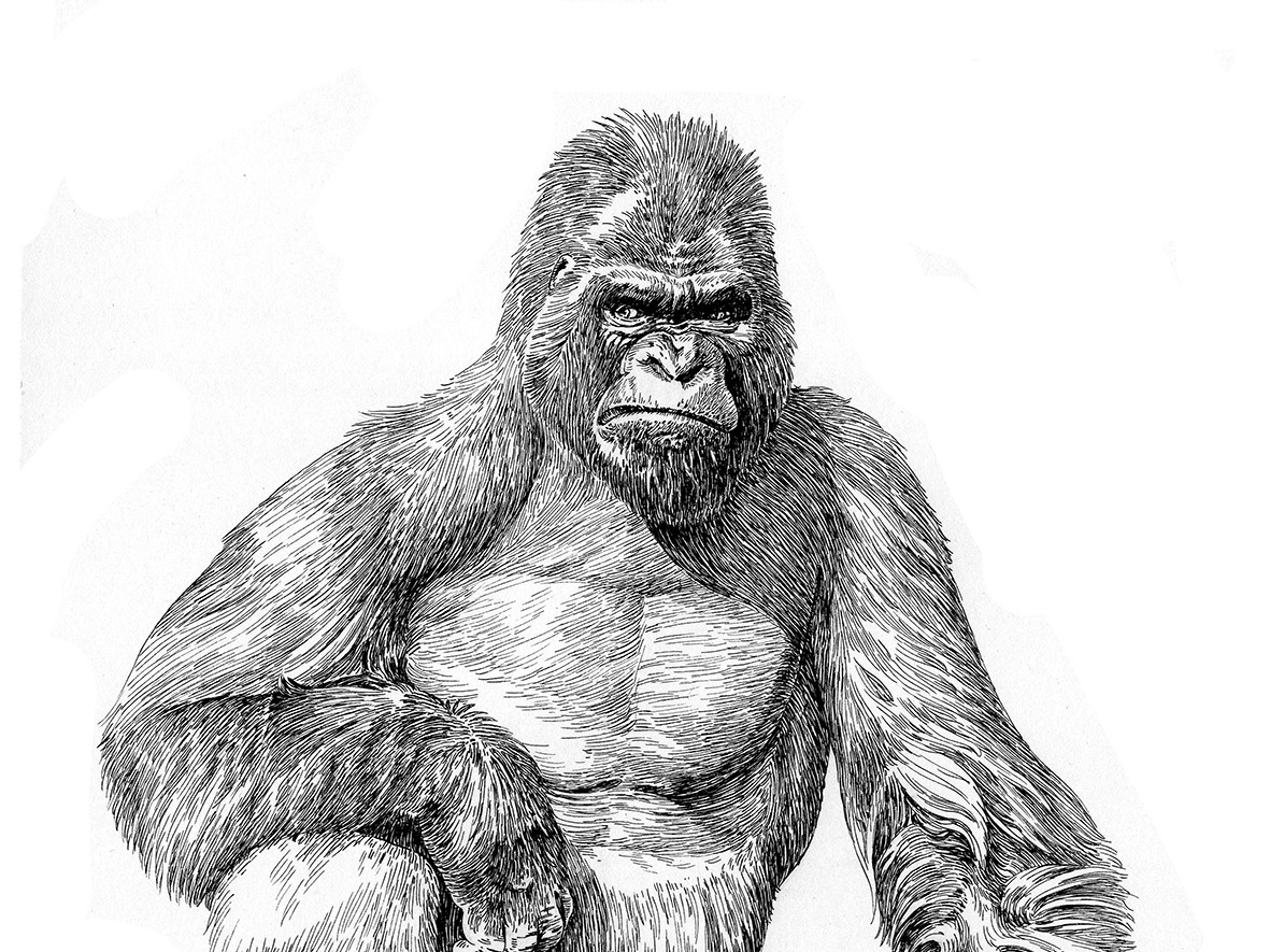 大猩猩素描画 凶猛图片