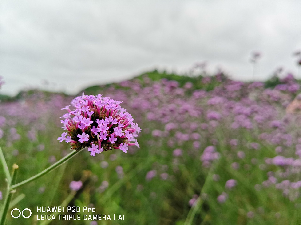 花海（图ZMTMzMjE0Nzc2） - 风光摄影 - 站酷设计师梦醒时分sr原创素材 - 站酷ZCOOL