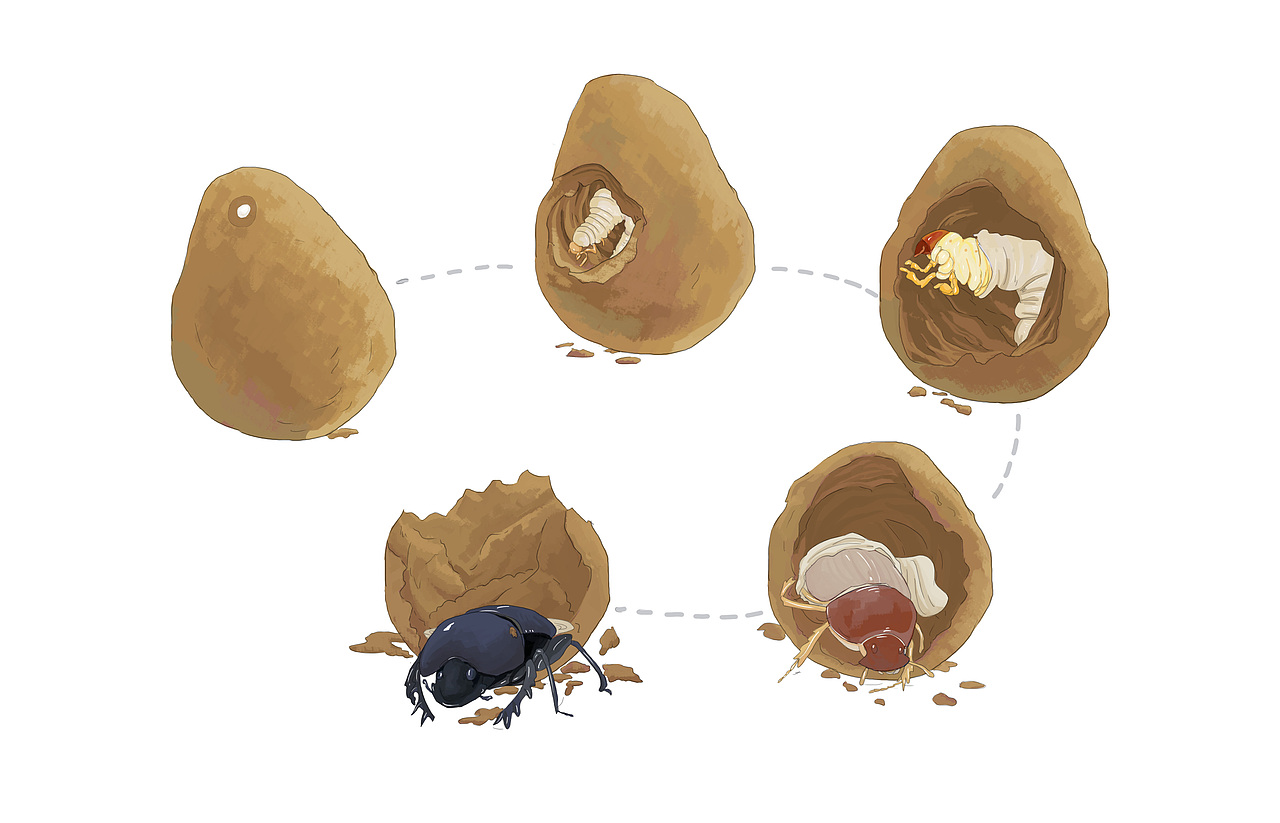 法布尔昆虫记阳光下的圣甲虫