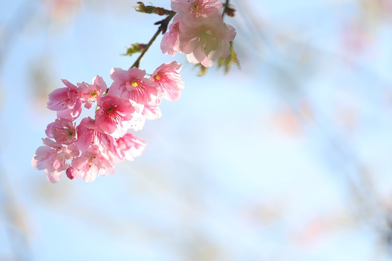 云之南花季（图ZMTA3MjM2ODQw） - 风光摄影 - 站酷设计师源起原创素材 - 站酷ZCOOL