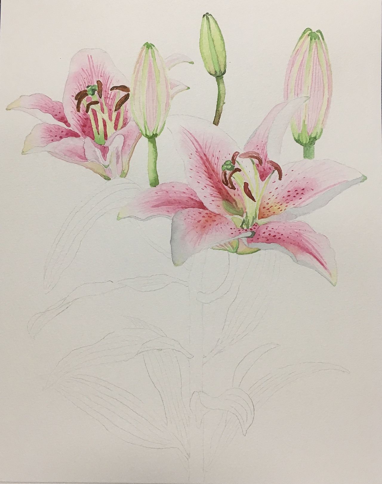 水彩 百合花（图ZMTMxMjkxMTcy） - 绘画 - 站酷设计师艾丽娜原创素材 - 站酷ZCOOL