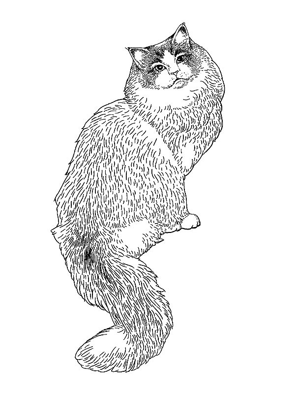 最喜欢的布偶猫