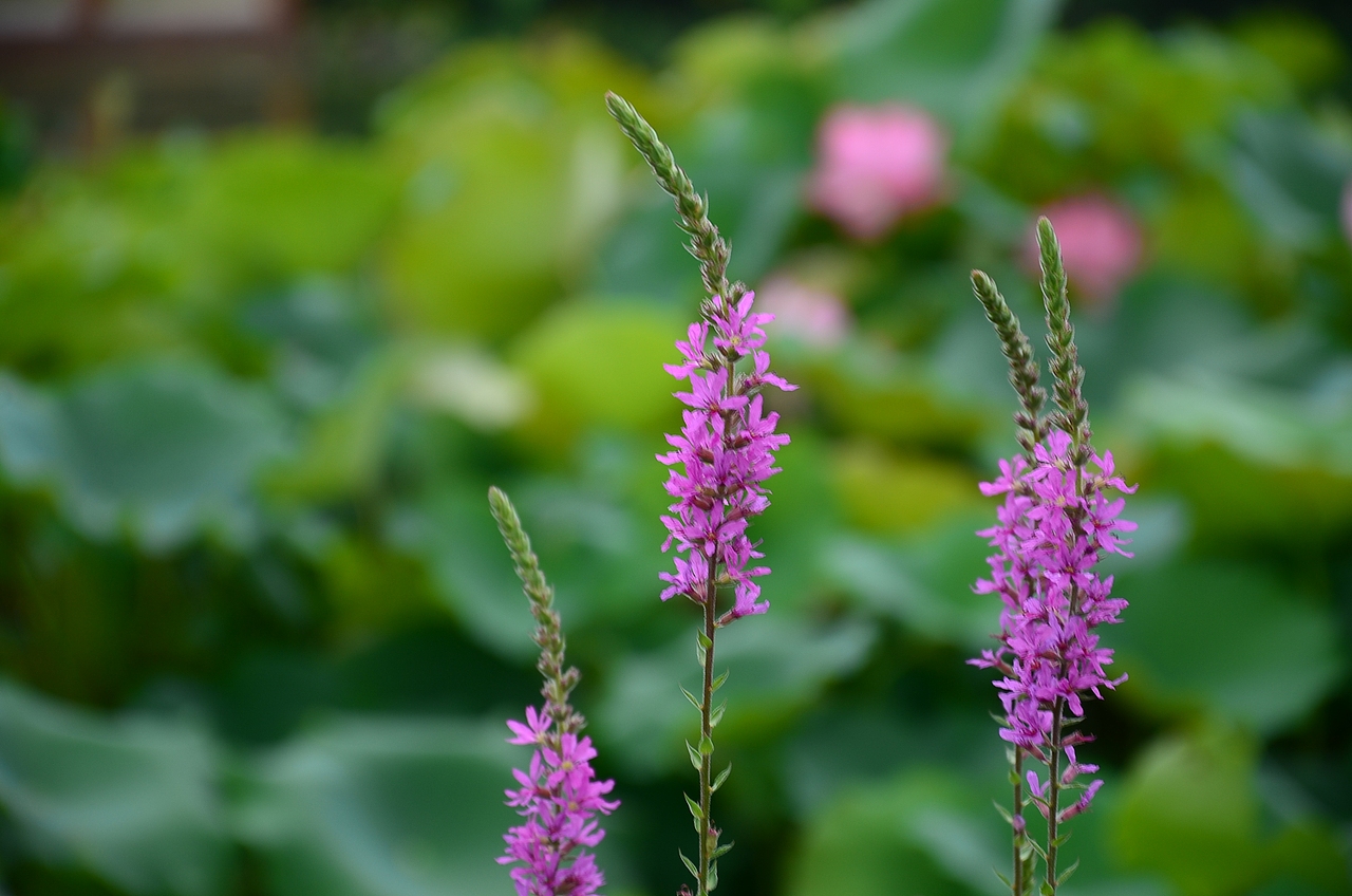 橘子洲头（图ZMzQ1ODI1MDg=） - 风光摄影 - 站酷设计师摄影师王艺泽原创素材 - 站酷ZCOOL