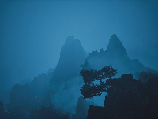 山树
