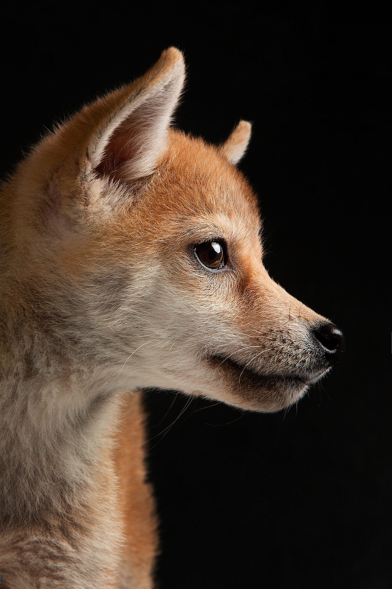 【動物照相館】合集